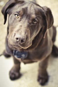Pet-Photography-Tennessee-1