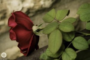 30-Day-Photo-Challenge-Day-25