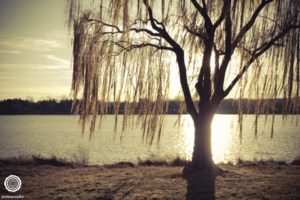 weeping-willow-nature-photography-washington-dc-2