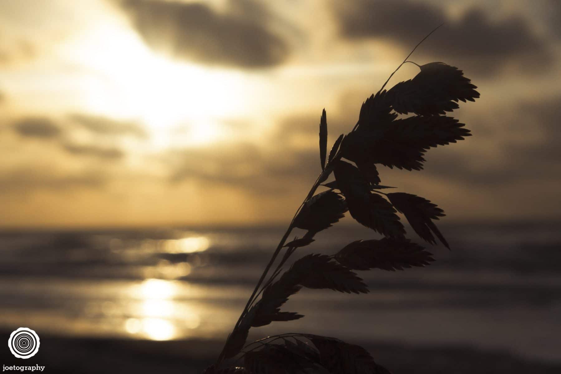 Nature-Photography-Hilton-Head-Island-15