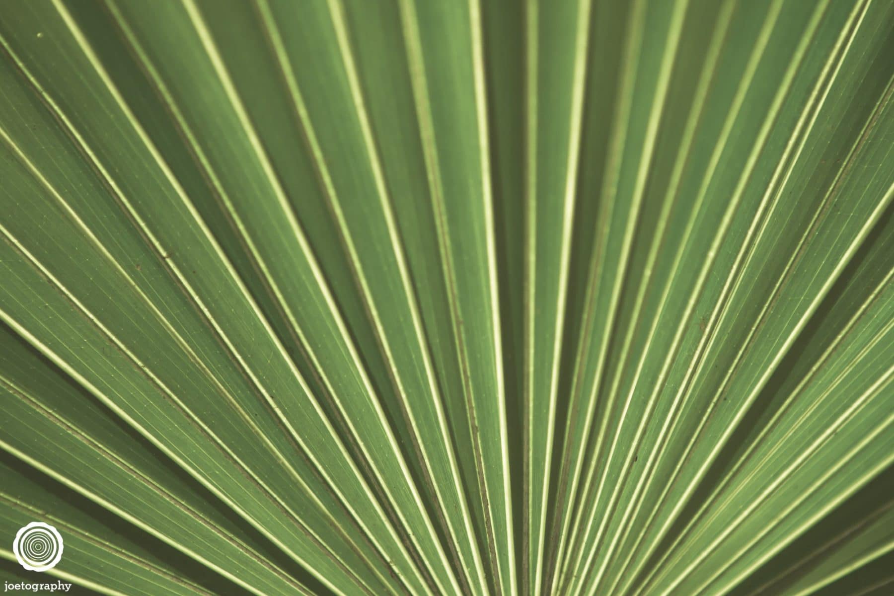 Nature-Photography-Hilton-Head-Island-16