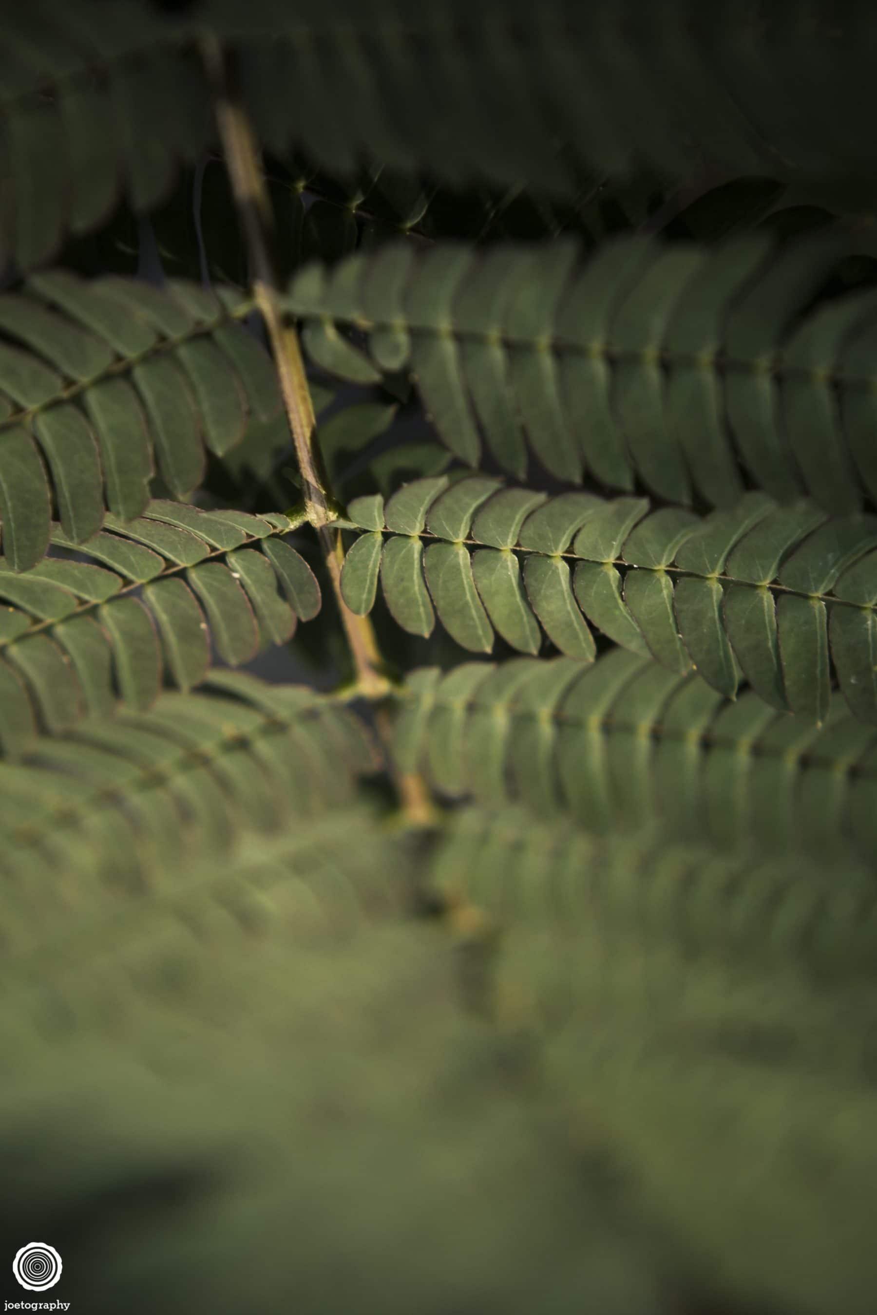 Nature-Photography-Hilton-Head-Island-19