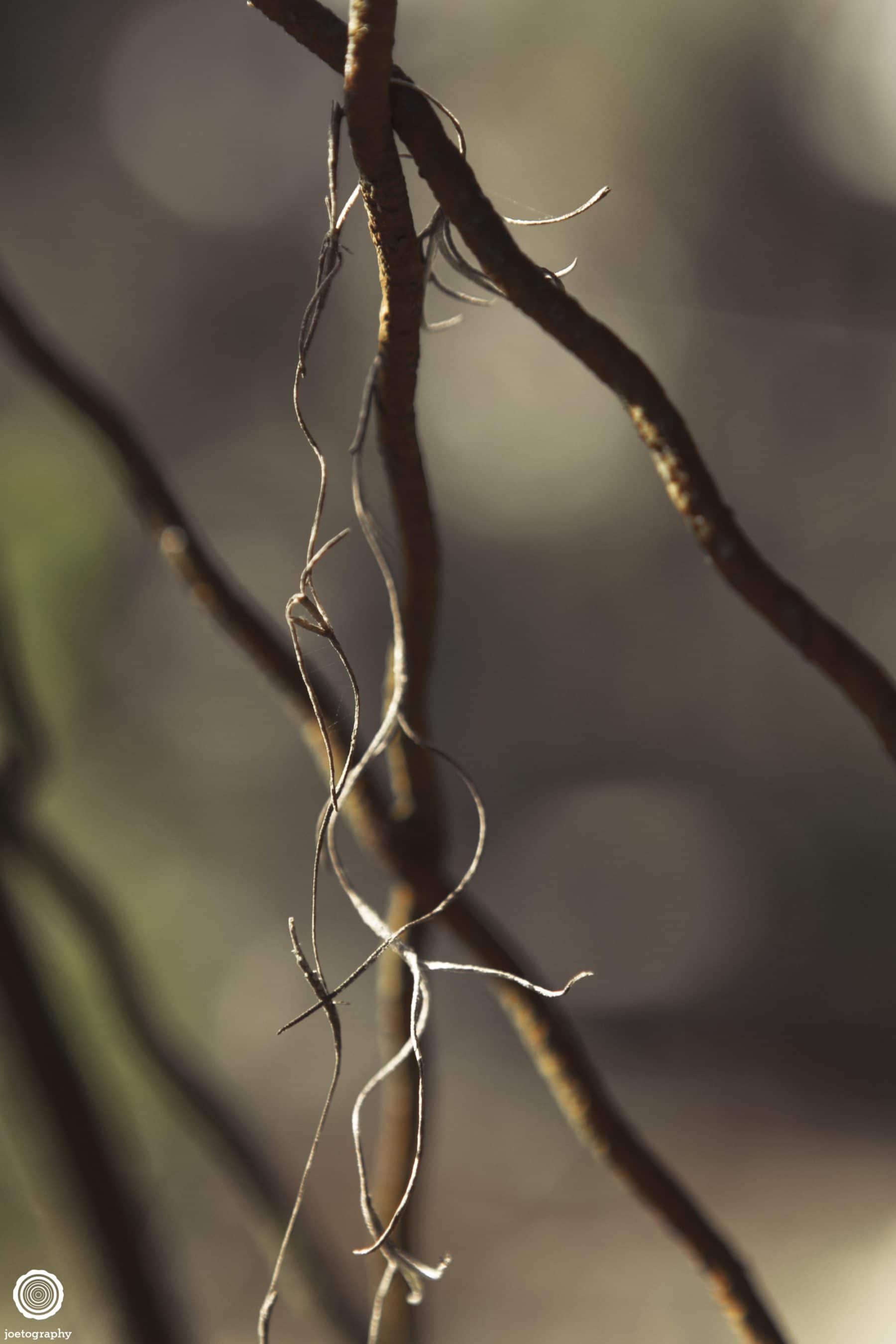 Nature-Photography-Hilton-Head-Island-22
