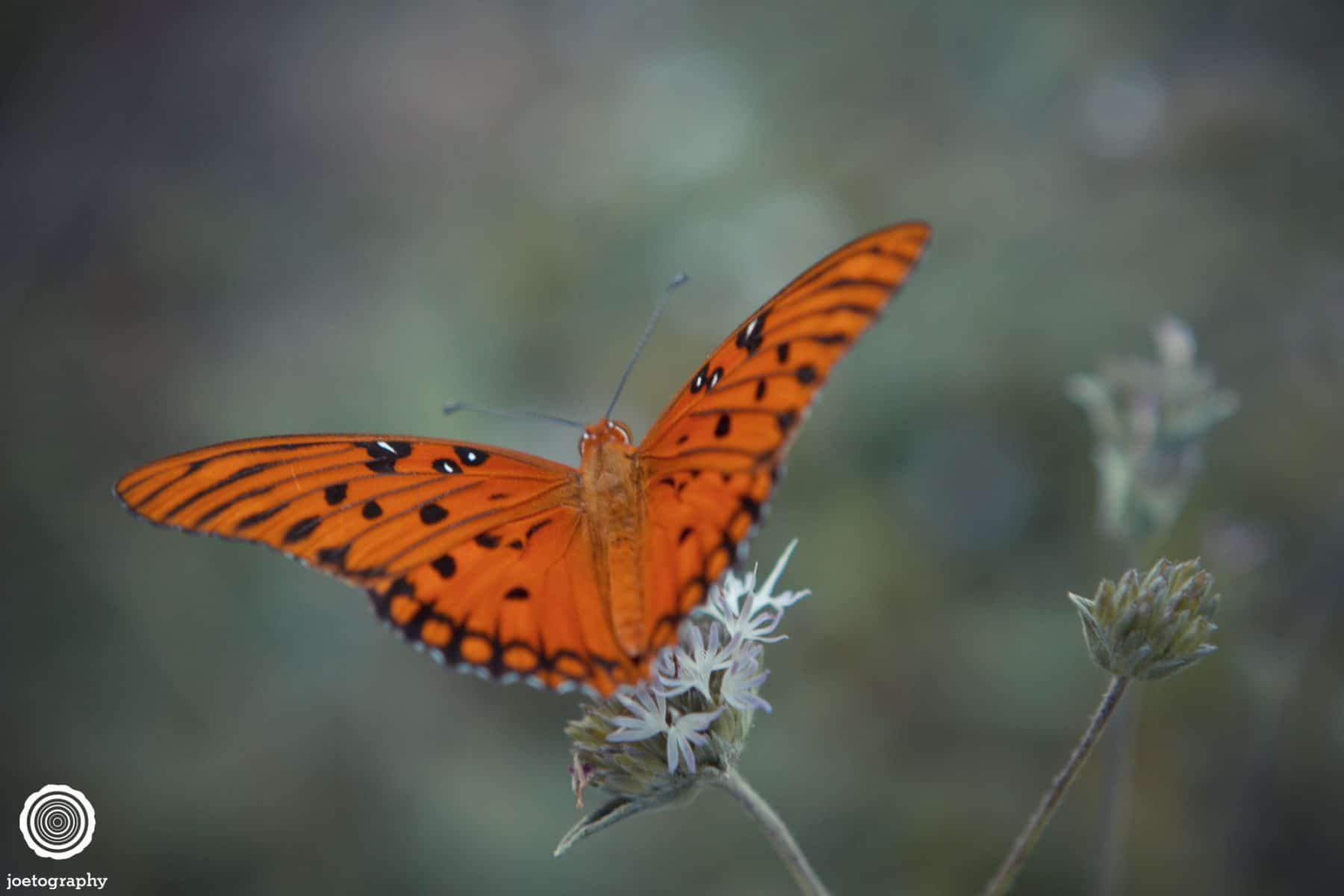 Nature-Photography-Hilton-Head-Island-25