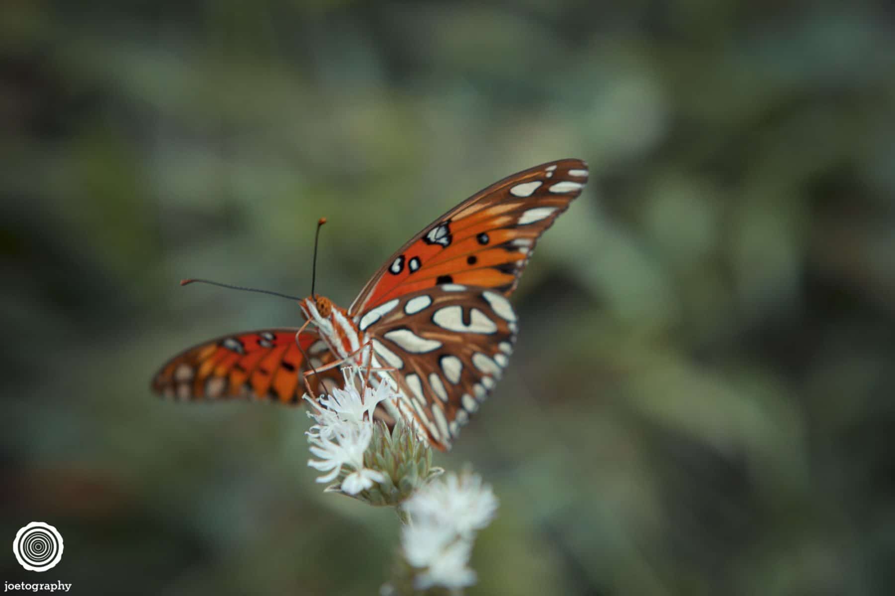 Nature-Photography-Hilton-Head-Island-26