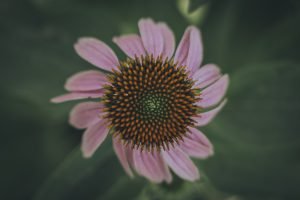 See the Beauty: Golden Ratio