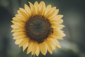 See the Beauty: Fibonacci Sequence